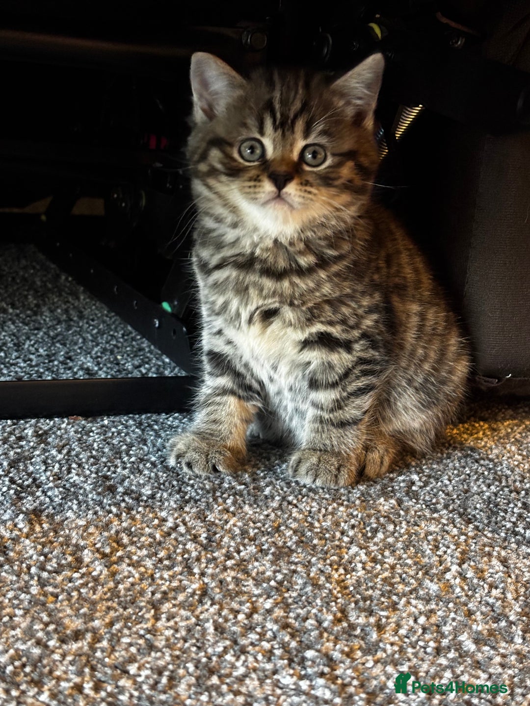 Mixed Breed cats for sale: Scotish straight and mixed  - Image 1