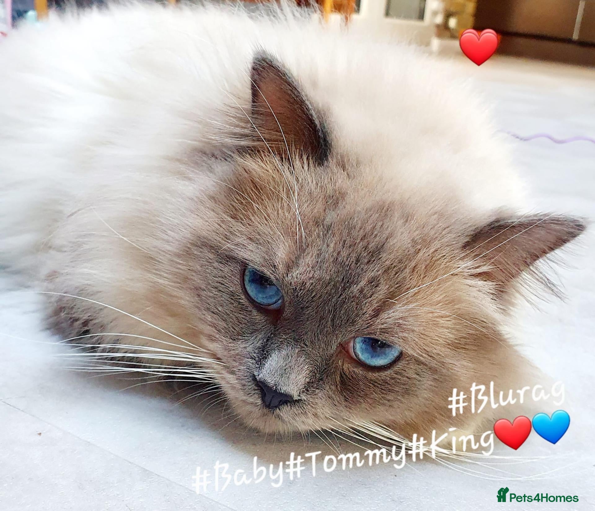 Ragdoll cats HANDSOME BOY-BLUE MITTED GCCF /TICA  AVALIABLE  - Advert 5