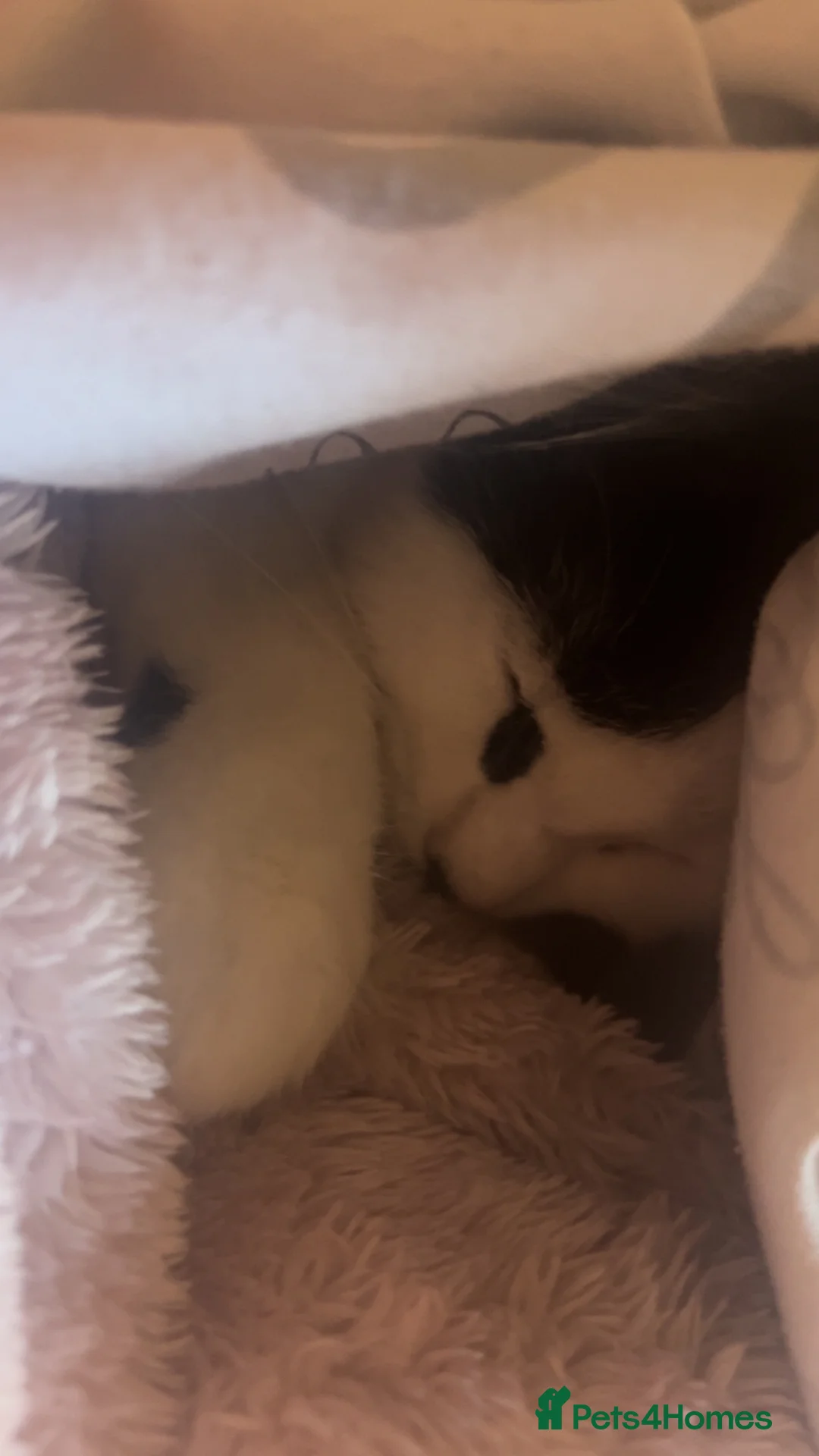 Mixed Breed cats for sale: Oreo  - Advert 2