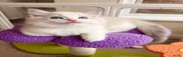 Ragdoll cats for sale: Gorgeous Tica registered Ragdoll kittens 1 girl  - Advert 32