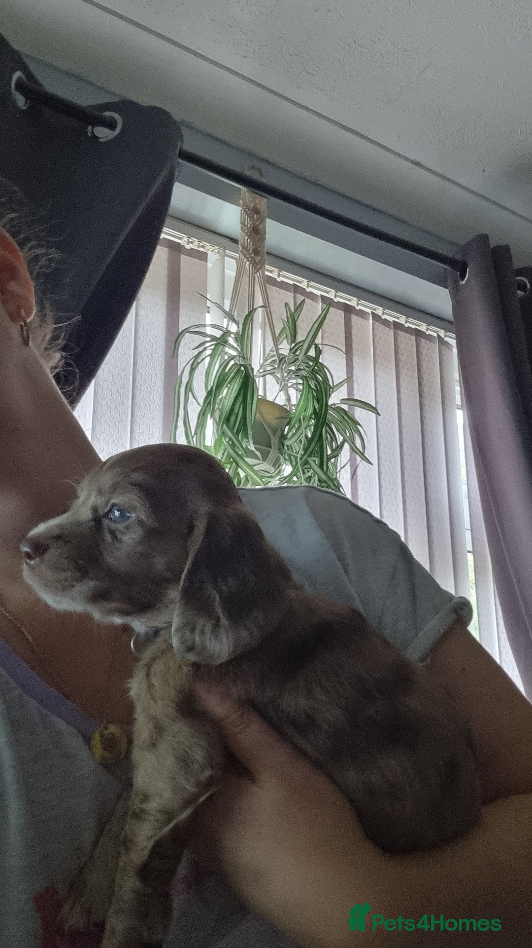 Mixed Breed dogs for sale: Docker  - Image 1
