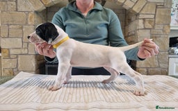 Pointer dogs for sale: 🪶 Pointer puppies 🪶 - Image 29