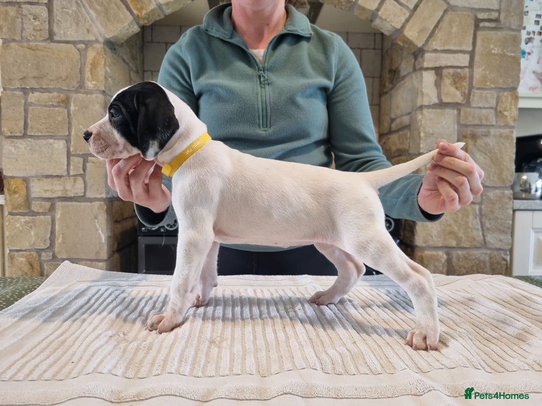 Pointer dogs for sale: 🪶 Pointer puppies 🪶 - Image 29