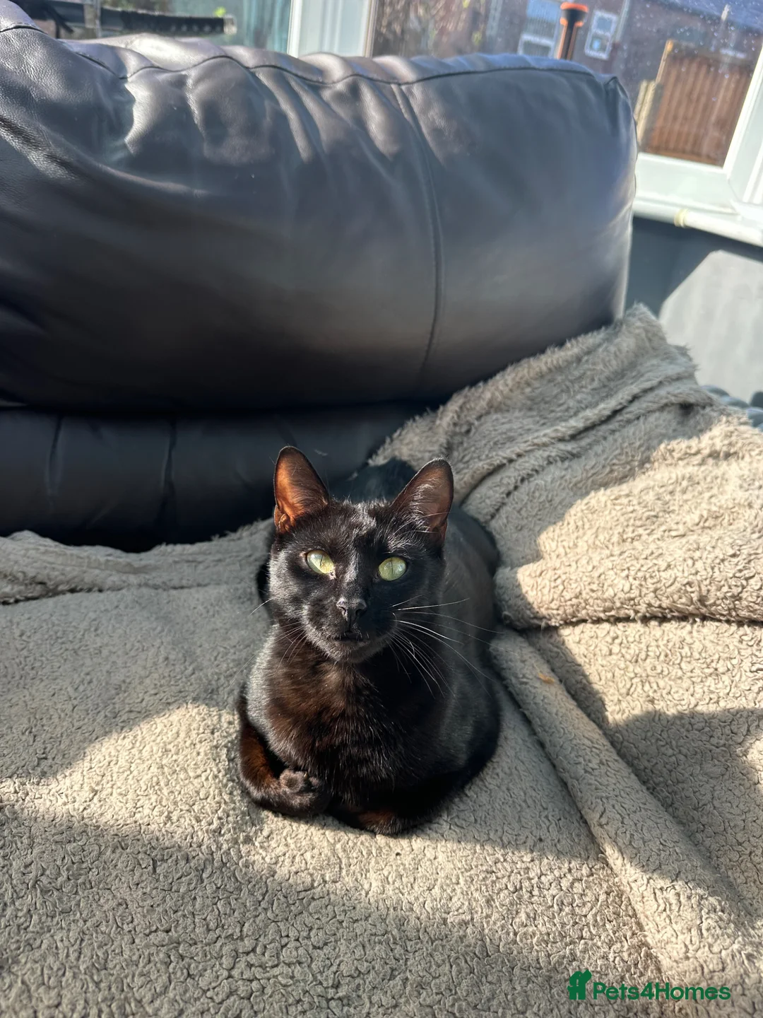 Bengal cats for sale: Bengal Kittens – Well Socialised & Healthy - Advert 1