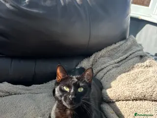 Bengal cats Bengal Kittens – Well Socialised & Healthy - Advert 4