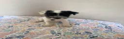 Parson Russell dogs for sale: Last 3 remaining parson Russell girls  - Advert 3