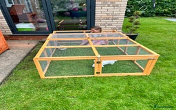 English rabbits for sale: 2 Female Rabbits  - Image 2