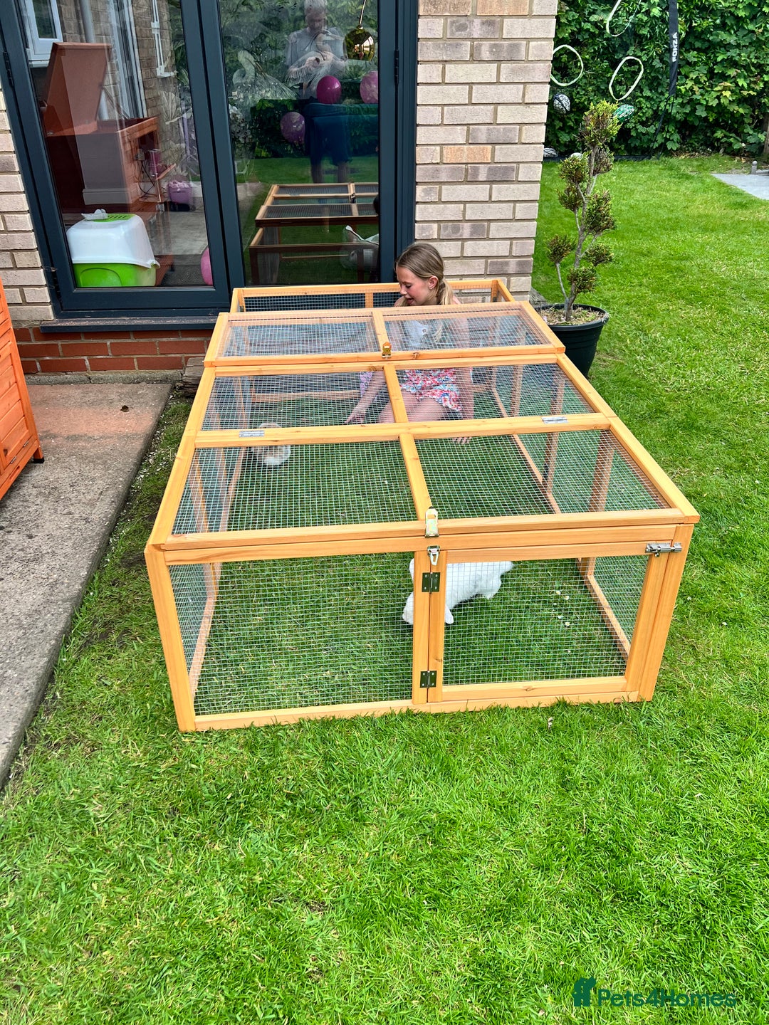 English rabbits for sale: 2 Female Rabbits  - Image 2