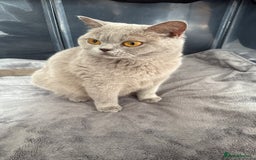 British Shorthair cats for sale: Champion Line British Shorthair Kittens - Image 31