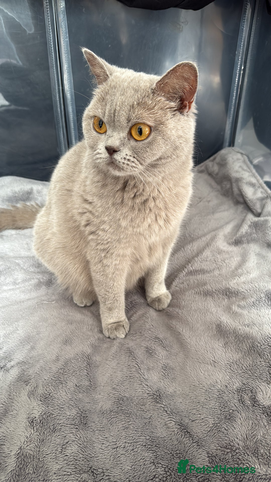 British Shorthair cats for sale: Champion Line British Shorthair Kittens - Image 31