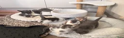 Mixed Breed cats for sale: Beautiful White and grey tabby kittens for sale  in Hailsham - Advert 2