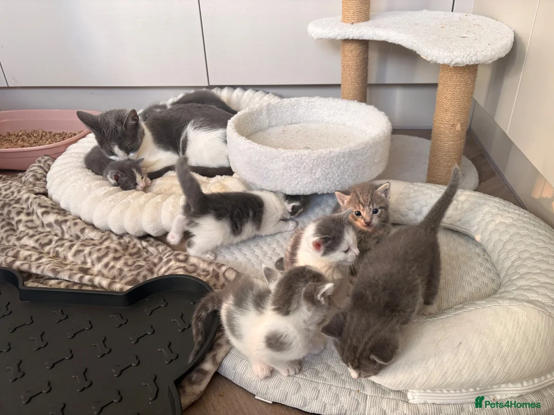 Mixed Breed cats for sale: Beautiful White and grey tabby kittens for sale  in Hailsham - Advert 2