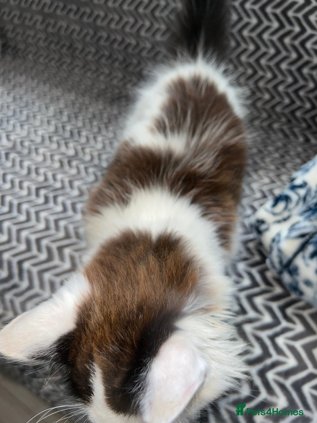 Mixed Breed cats for sale: Chocolate black and white kitten  - Image 8