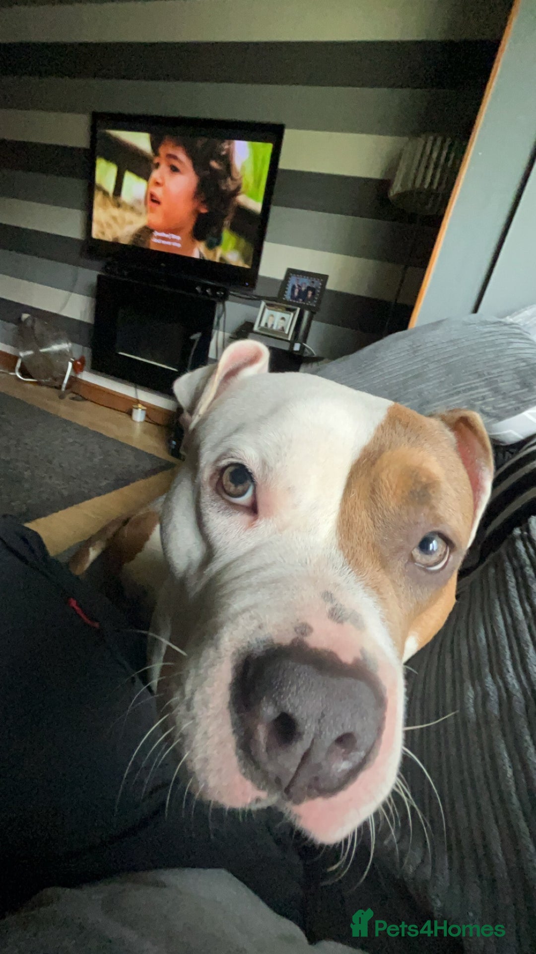 Mixed Breed dogs for sale: Looking to Rehome My Beautiful Girl, Lola - 2 yrs - Image 5