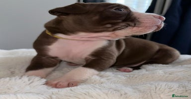 Mixed Breed dogs Olde tyme English Bulldogge/Staffy bull Collie mix - Advert 12