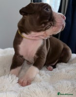 Mixed Breed dogs Olde tyme English Bulldogge/Staffy bull Collie mix - Advert 9