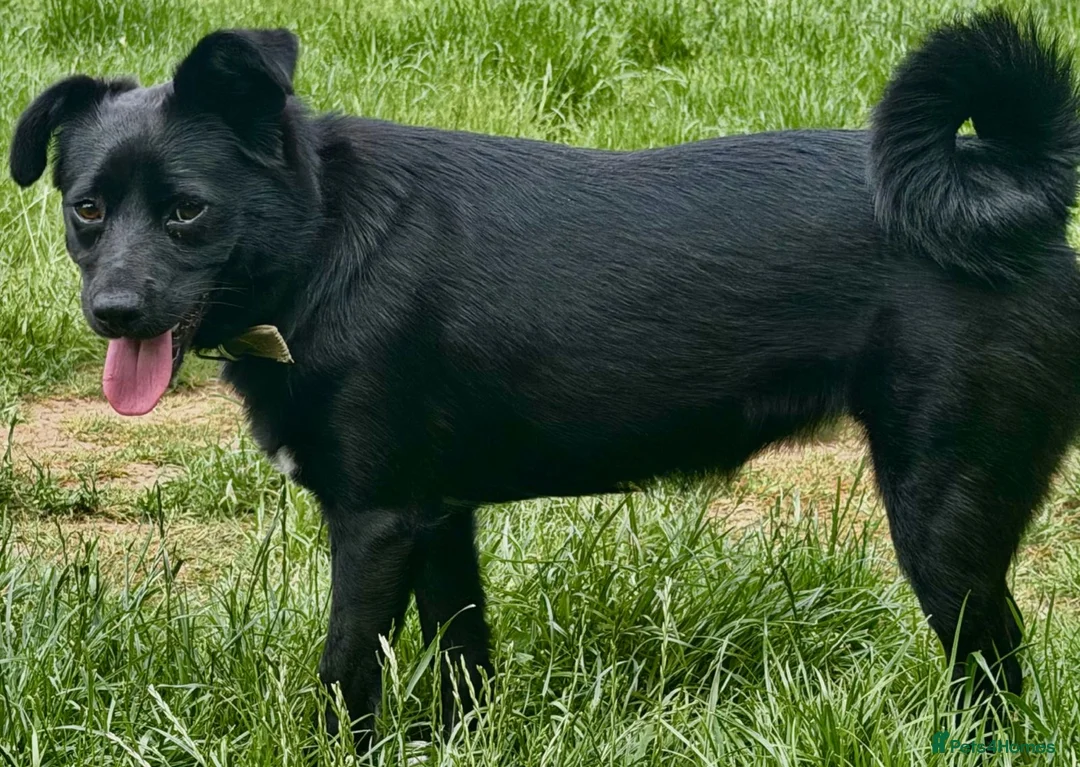 Border Collie dogs for sale: BONYA - Female Border Collie in West Malling - Advert 2