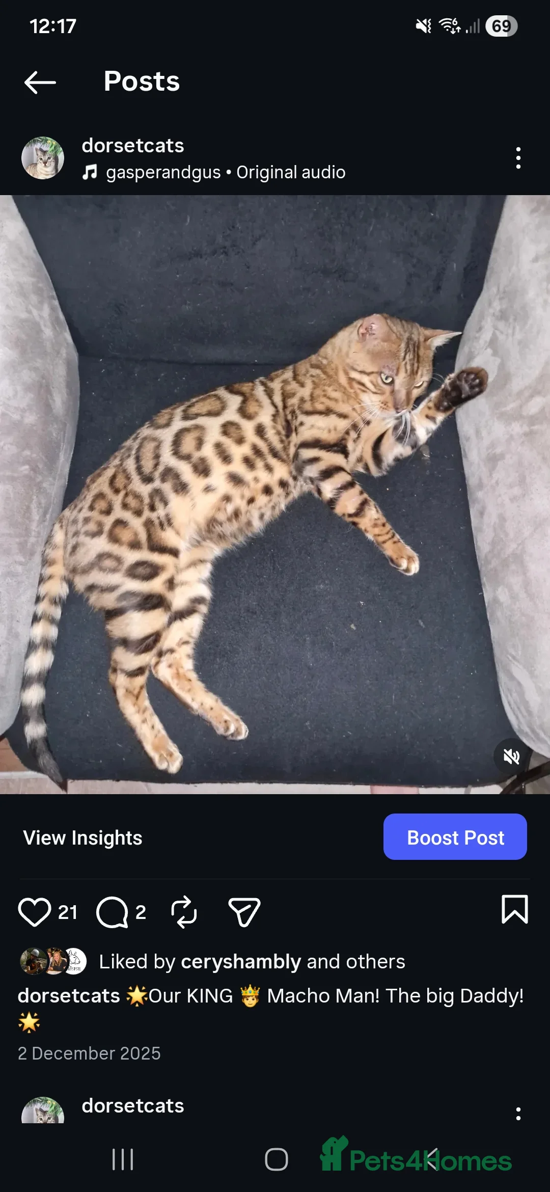 Bengal cats for sale: Genetic Health Tested Snow & Brown Bengal Kittens - Advert 8