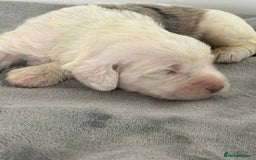 Sheepadoodle dogs for sale: unique sheepadoodles due - Image 19