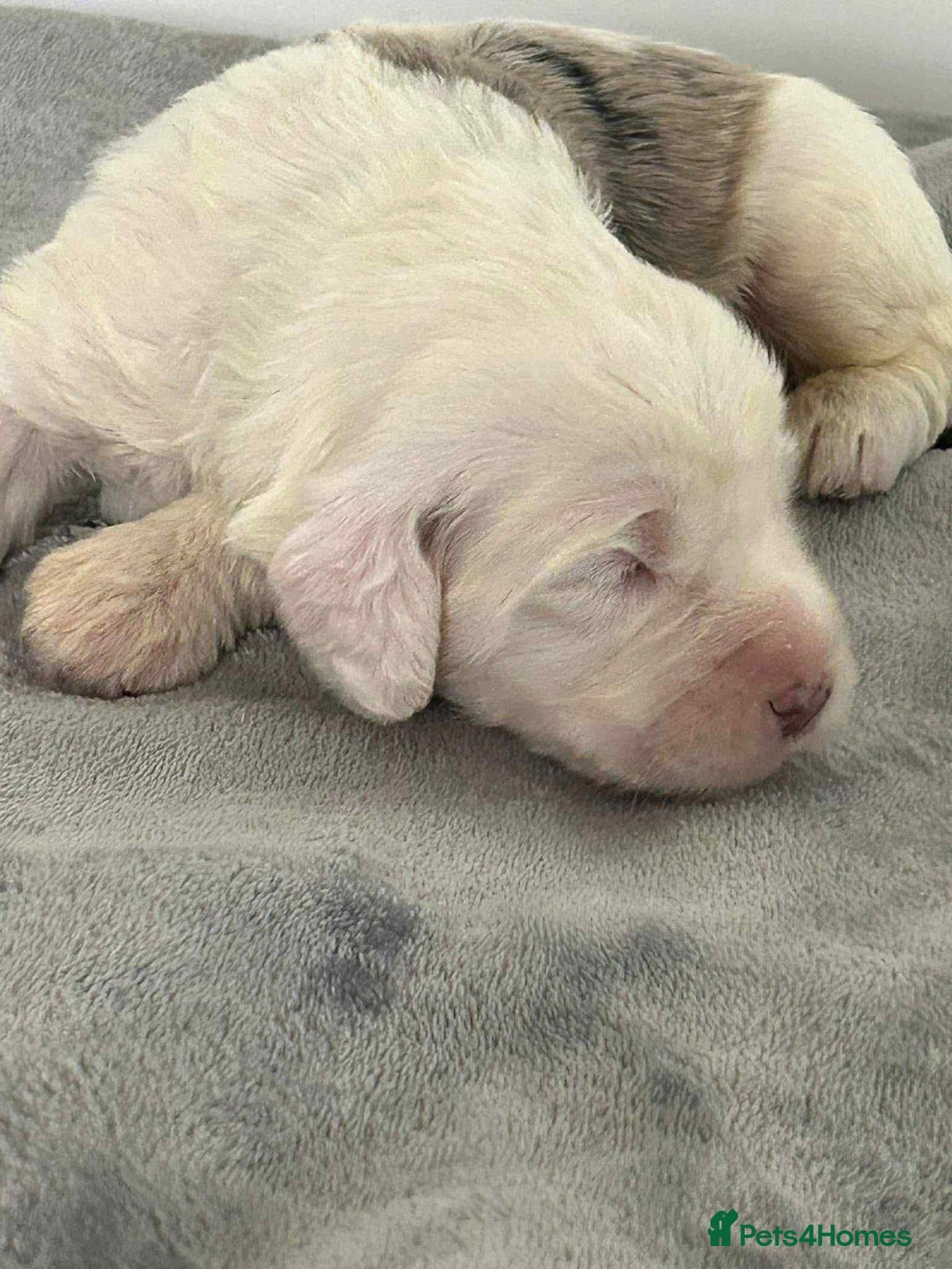 Sheepadoodle dogs for sale: unique sheepadoodles due - Image 19