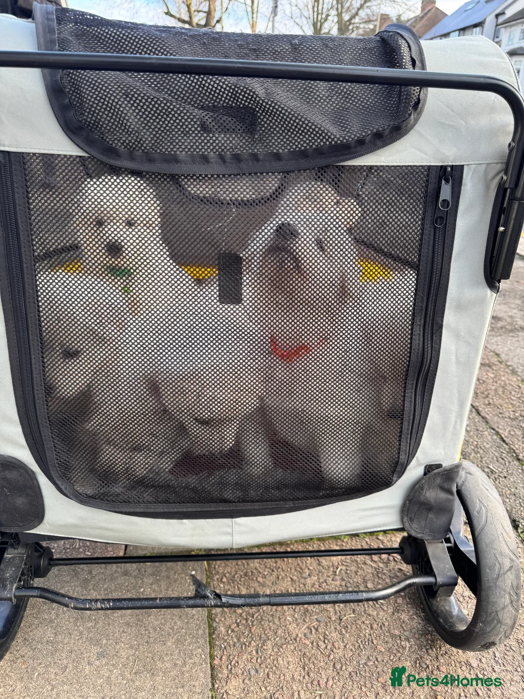 White Swiss Shepherd dogs for sale: Beautiful white Swiss shepherd  - Advert 8