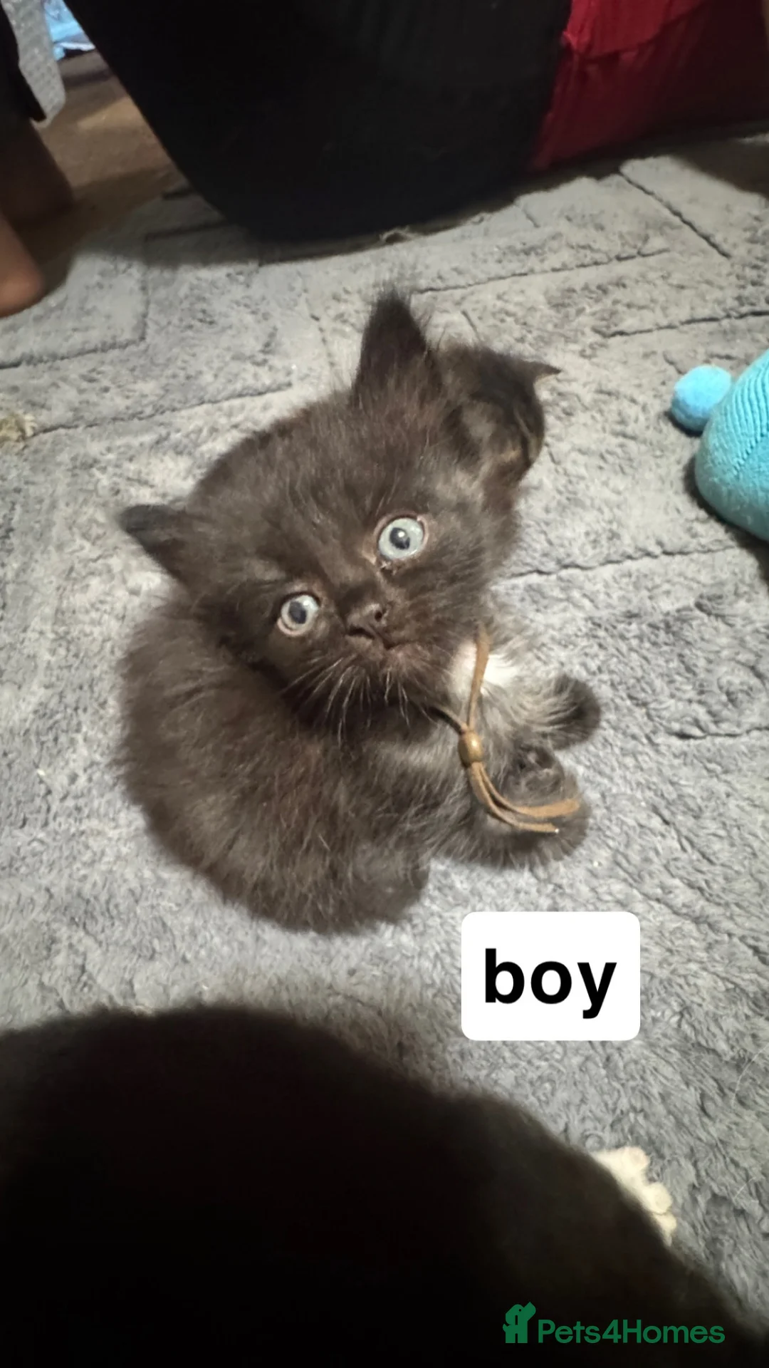 Ragdoll cats for sale: ragdoll cross kittens  - Advert 2