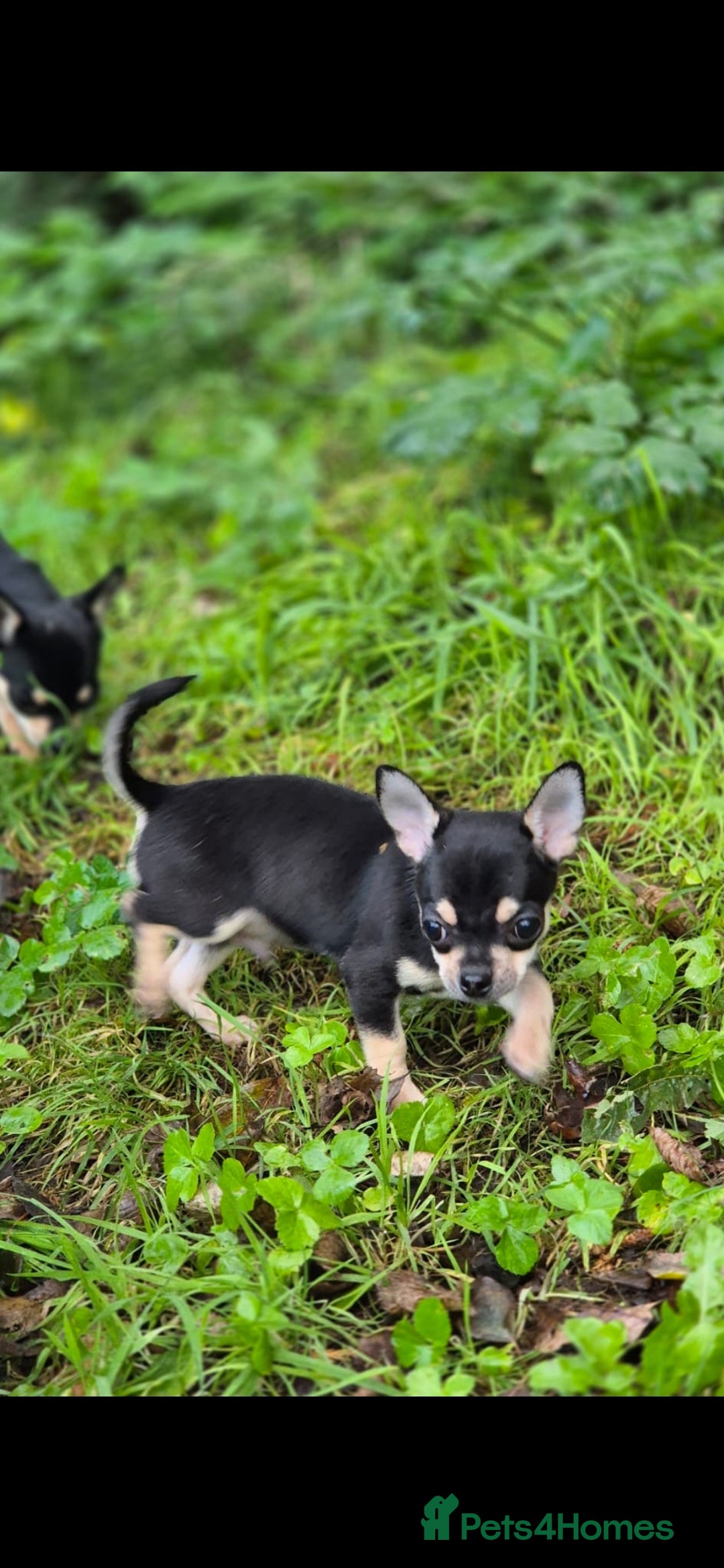 Chihuahua dogs for sale: KC Chihuahuas 🇬🇧 bloodline 5 🌟 - Advert 7
