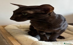 Oriental cats for sale: Oriental Shorthair  - Advert 2