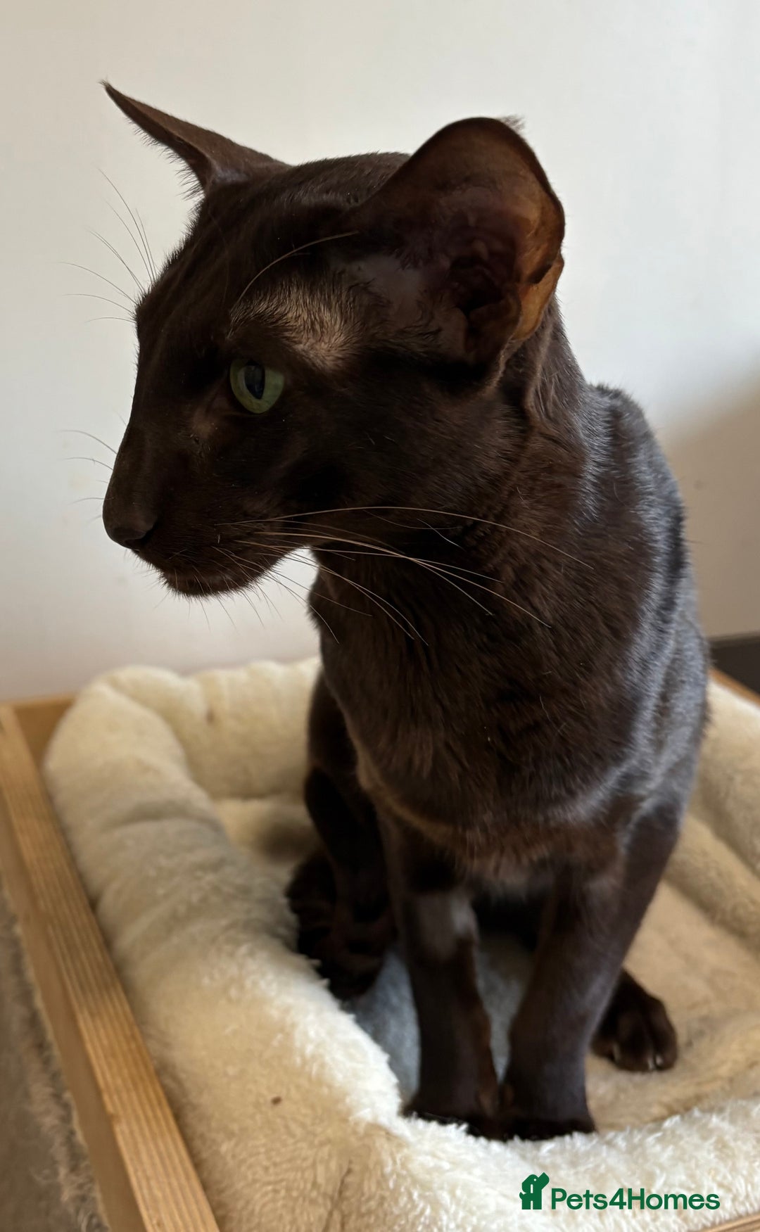 Oriental cats for sale: Oriental Shorthair  - Advert 2