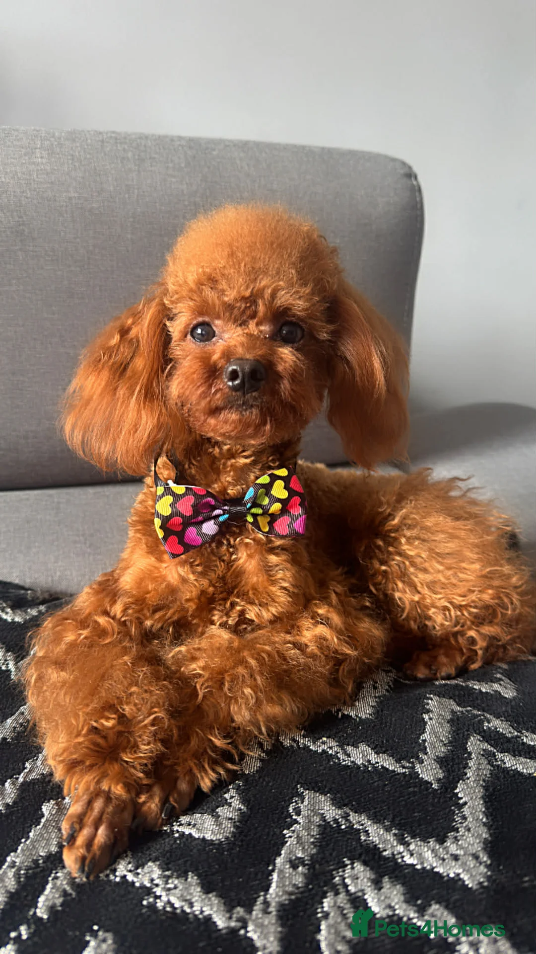 Toy Poodle dogs for sale: DNA tested Asian Toy Poodle - Advert 1