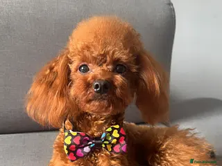 Toy Poodle dogs DNA tested Asian Toy Poodle - Advert 3