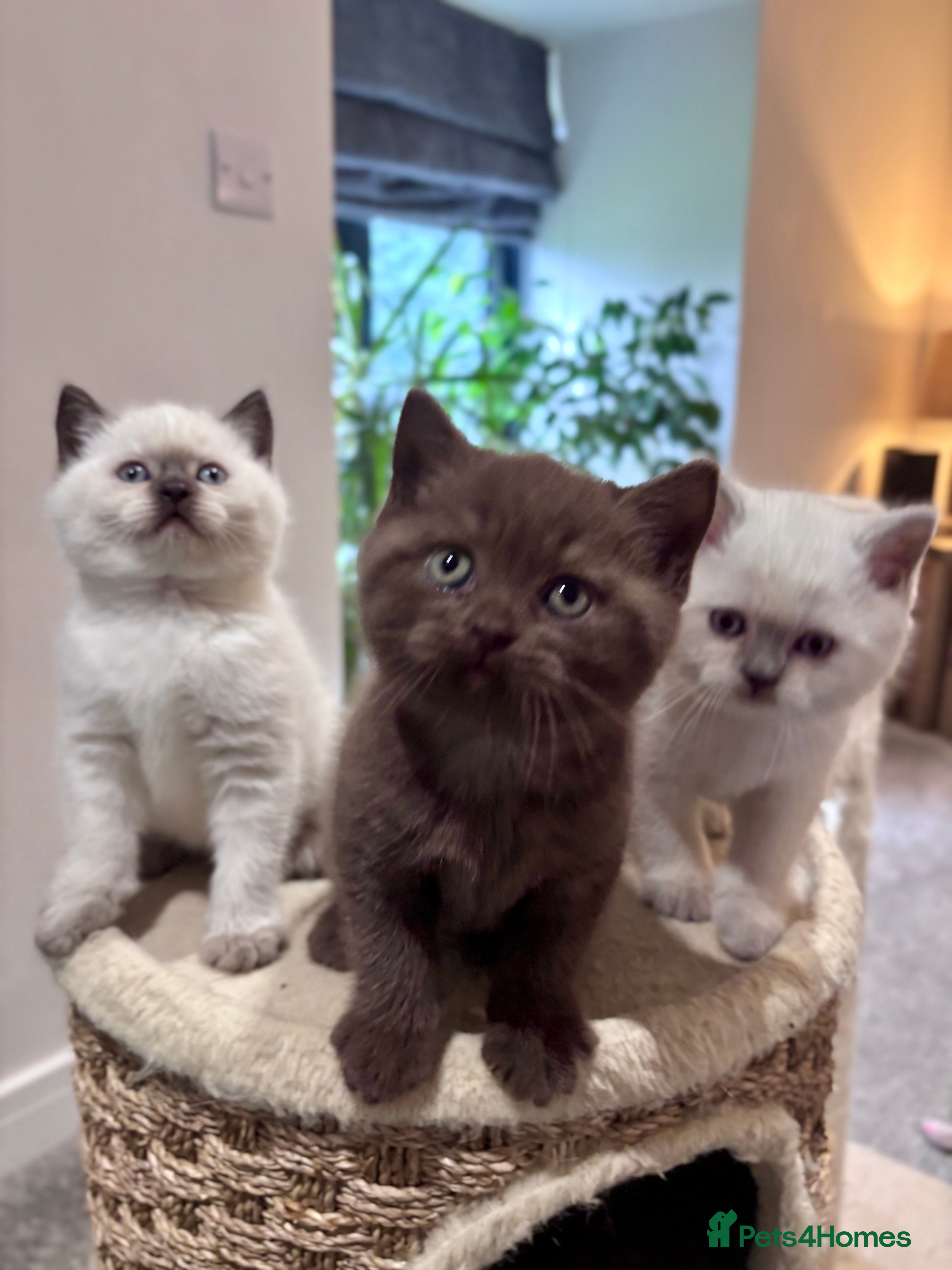 British Shorthair cats Amazing chunky GCCF pedigree BSH kittens - Advert 1