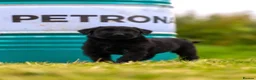 Giant Schnauzer dogs for sale: Working line Giant schnauzer puppies - Advert 21