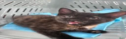 Mixed Breed cats for sale: Tortoise Female Kitten  - Advert 6