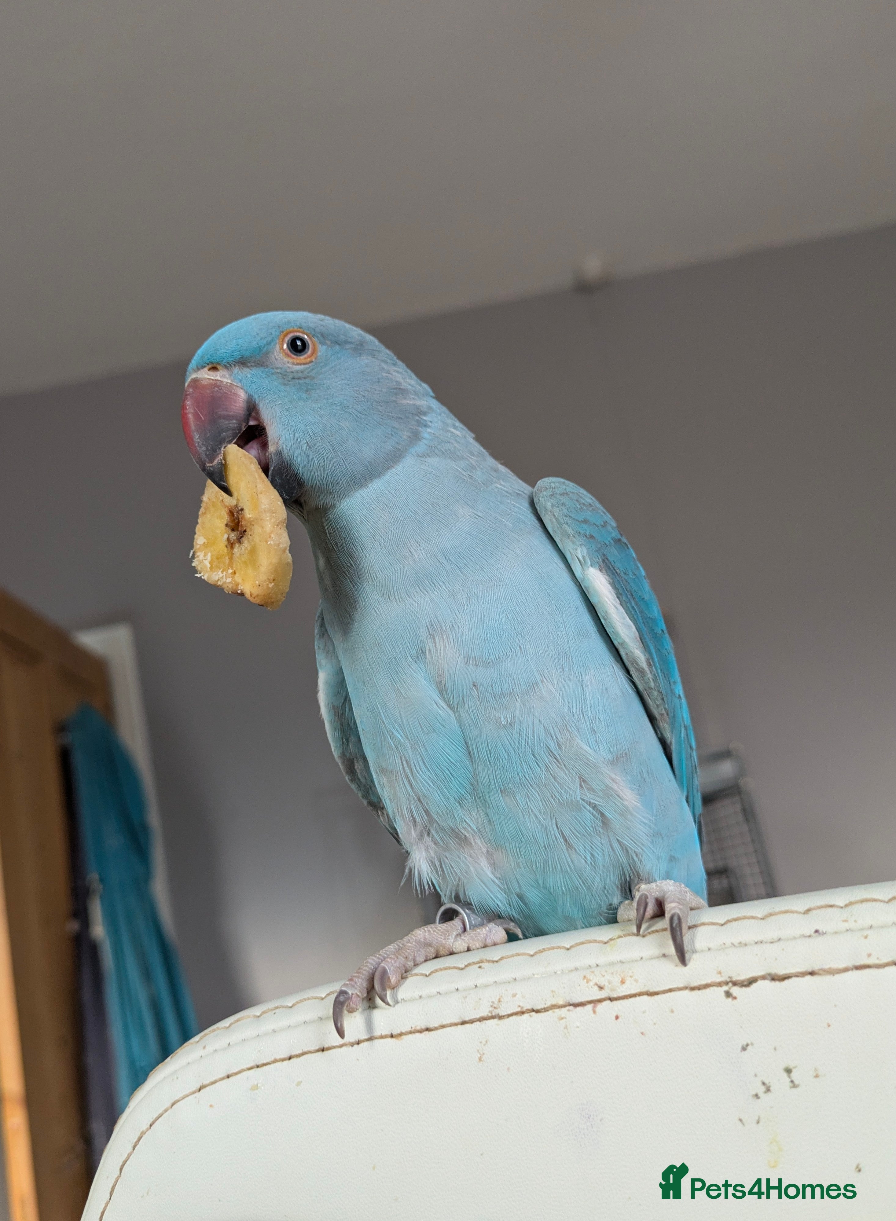 Ringnecks birds Blue Indian Ringneck (Nova) - Advert 5