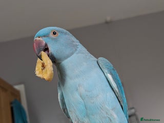 Ringnecks birds Blue Indian Ringneck (Nova) - Advert 1