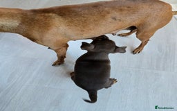 Miniature Pinscher dogs for sale: 1x Boy Miniature Pinscher - Image 6