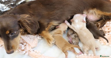 Miniature Dachshund dogs KC Longhair Miniature Dachshund Puppies - Advert 10