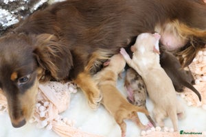 Miniature Dachshund dogs KC Longhair Miniature Dachshund Puppies - Advert 4