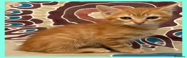 Ginger Boy