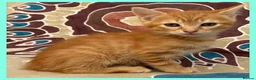 Mixed Breed cats for sale: Beautiful Kittens for sale. - Advert 18