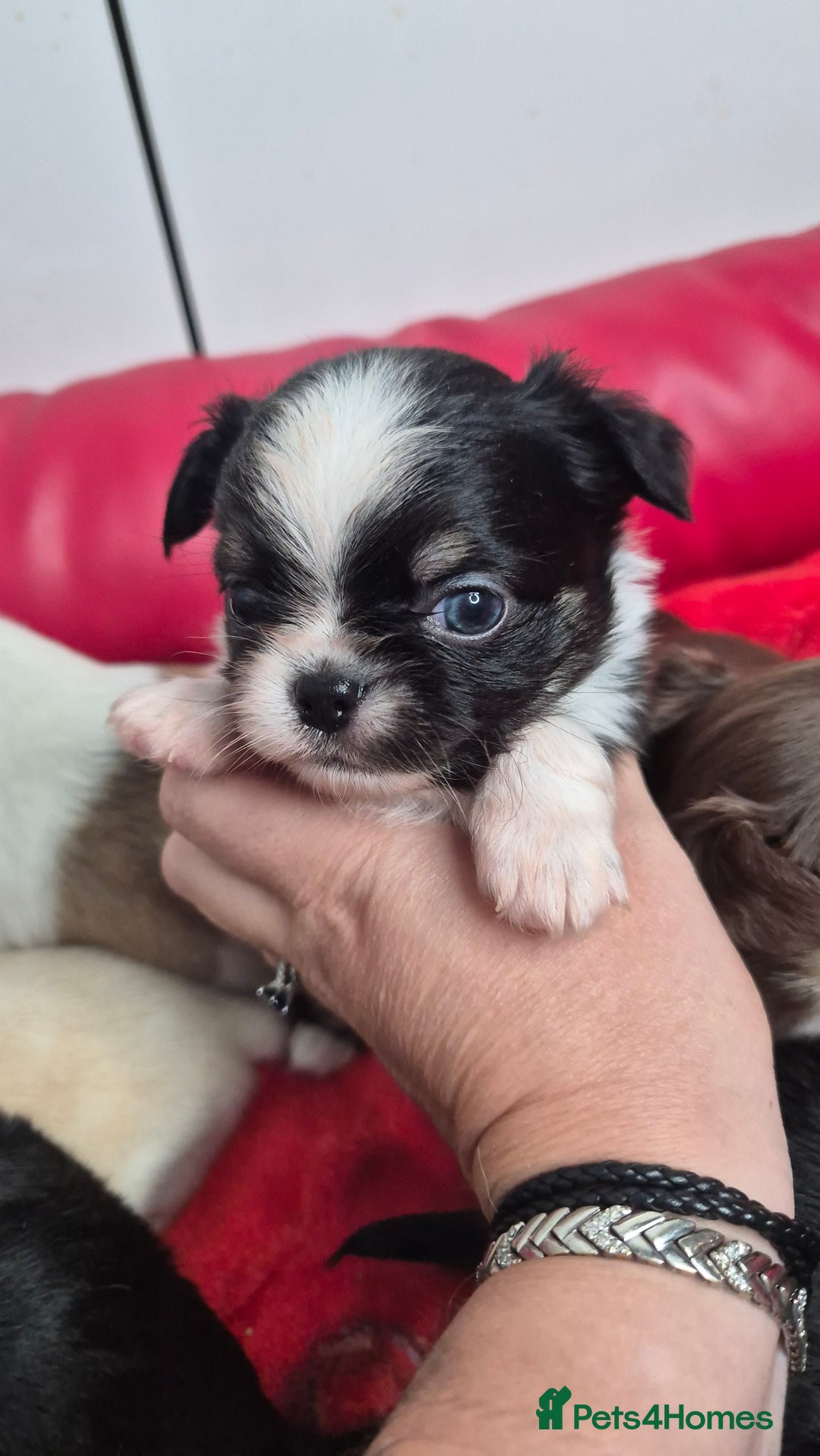 Chihuahua dogs for sale: KC registered Chihuahua puppies  - Advert 8
