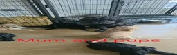 Cockapoo dogs for sale: F1 Cockapoos hereditary clear - Advert 18
