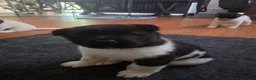 Akita dogs for sale: KC registered American Akita puppies - Advert 16