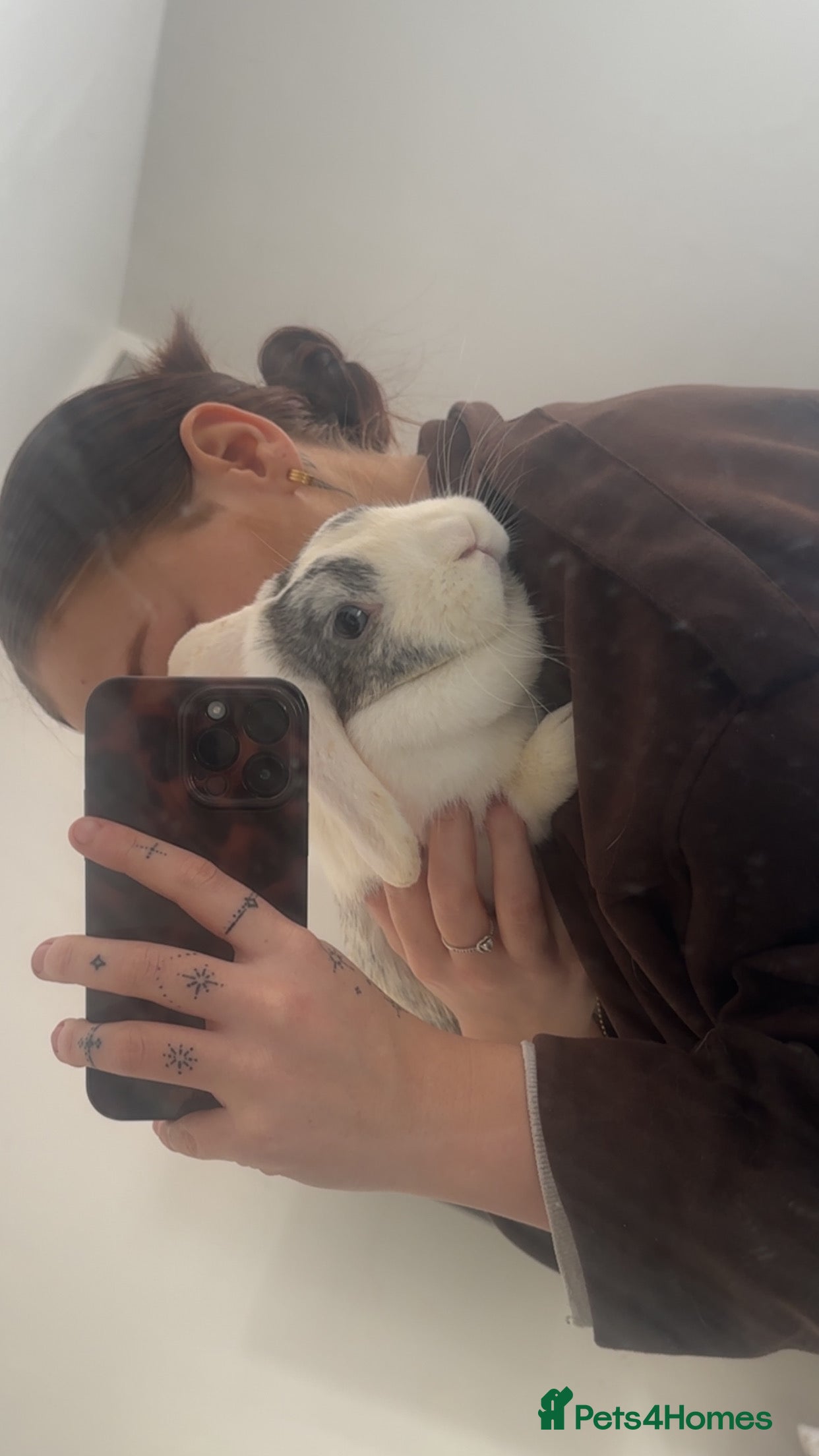 British Giant rabbits 2 female rabbits  - Advert 2