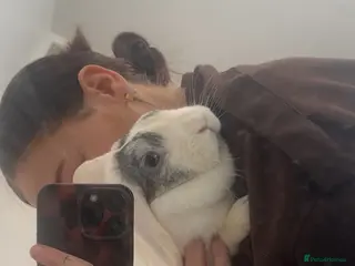 British Giant rabbits 2 female rabbits - Advert 2