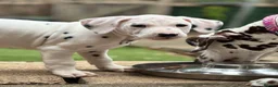 Dalmatian dogs for sale: Last one Beautiful KC Registered Dalmatian Puppie  - Advert 10