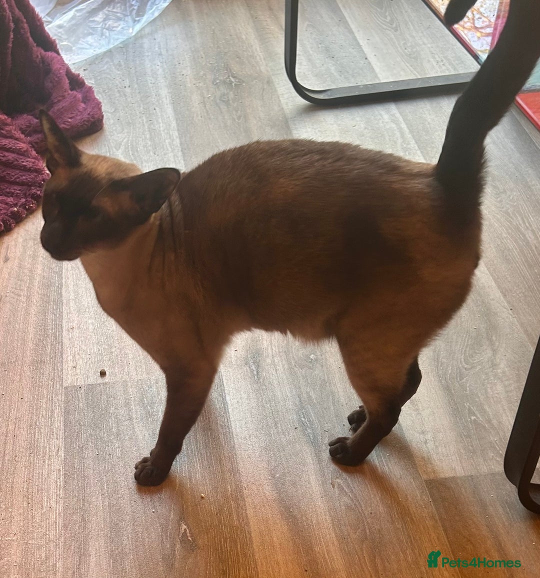 Siamese cats for sale: Siamese seal points  price is for both  - Advert 4