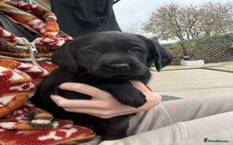 Springador dogs for sale: Springador puppies - Image 5