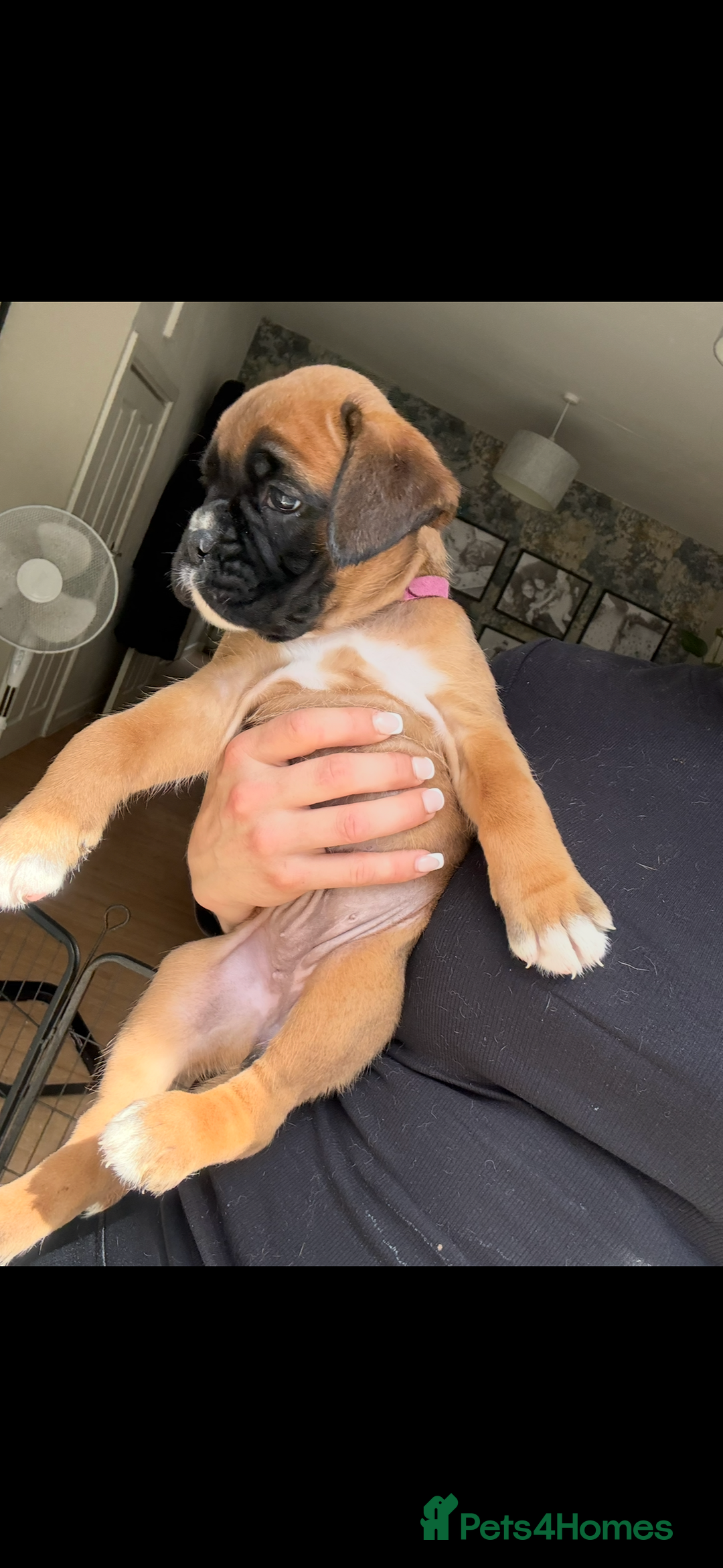 Boxer dogs for sale: KC Champion bloodline Boxer puppies  - Image 17